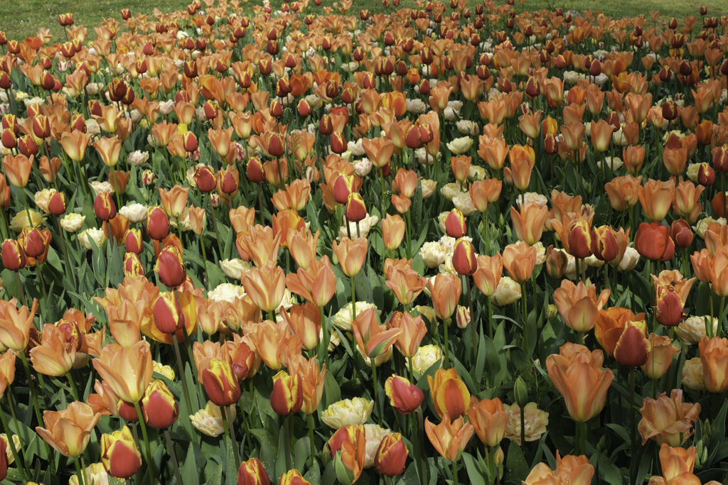 21messer tulipano.jpg